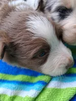 Red tri girl, a female Australian Shepherd for sale in Asheville, NC – 3 of 3