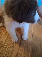 Red tri boy, a male Australian Shepherd for sale in Asheville, NC – 2 of 3