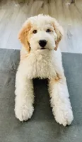Bowie, a male Sheepadoodle and English Goldendoodle for sale in La Mesa, CA – 5 of 10