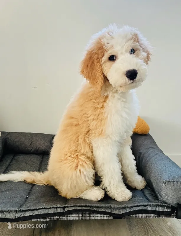 Bowie – Sheepadoodle, English Goldendoodle puppy for sale in La Mesa, CA