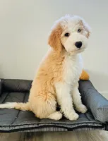 Bowie, a male Sheepadoodle and English Goldendoodle for sale in La Mesa, CA – 1 of 10