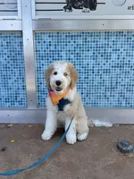 Bowie, a male Sheepadoodle and English Goldendoodle for sale in La Mesa, CA – 2 of 10