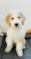Bowie, a male Sheepadoodle and English Goldendoodle for sale in La Mesa, CA – 3 of 10