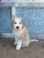 Bowie, a male Sheepadoodle and English Goldendoodle for sale in La Mesa, CA – 6 of 10