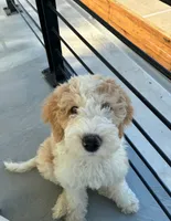 Bowie, a male Sheepadoodle and English Goldendoodle for sale in La Mesa, CA – 8 of 10