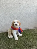 Bowie, a male Sheepadoodle and English Goldendoodle for sale in La Mesa, CA – 7 of 10