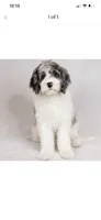 Bowie, a male Sheepadoodle and English Goldendoodle for sale in La Mesa, CA – 9 of 10