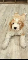 Bowie, a male Sheepadoodle and English Goldendoodle for sale in La Mesa, CA – 4 of 10