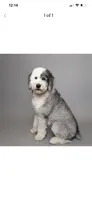 Bowie, a male Sheepadoodle and English Goldendoodle for sale in La Mesa, CA – 10 of 10