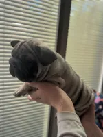 Wrinkles, a male French Bulldog for sale in South Haven, MI – Photo 4 of 4