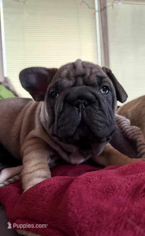 Wrinkles – French Bulldog puppy for sale in South Haven, MI