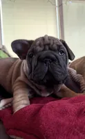 Wrinkles, a male French Bulldog for sale in South Haven, MI – Photo 1 of 4