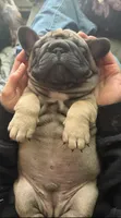 Wrinkles, a male French Bulldog for sale in South Haven, MI – Photo 3 of 4