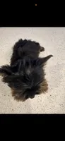 Keira, a female Yorkshire Terrier for sale in Atlanta, GA – 2 of 3