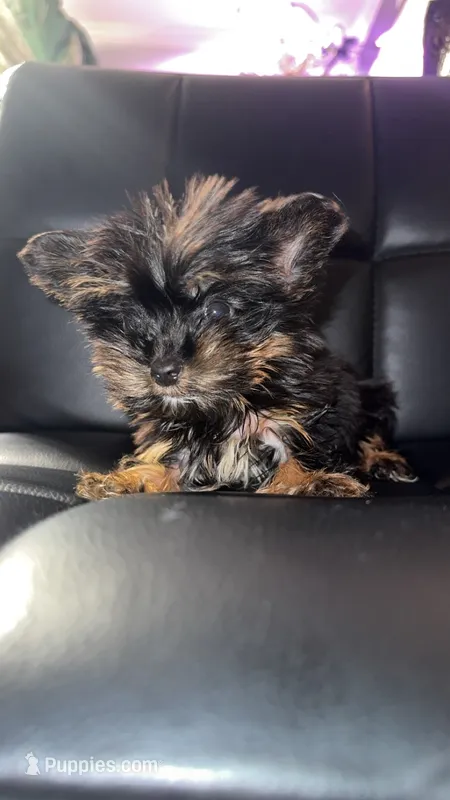 Keira – Yorkshire Terrier puppy for sale in Atlanta, GA