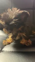 Keira, a female Yorkshire Terrier for sale in Atlanta, GA – 3 of 3