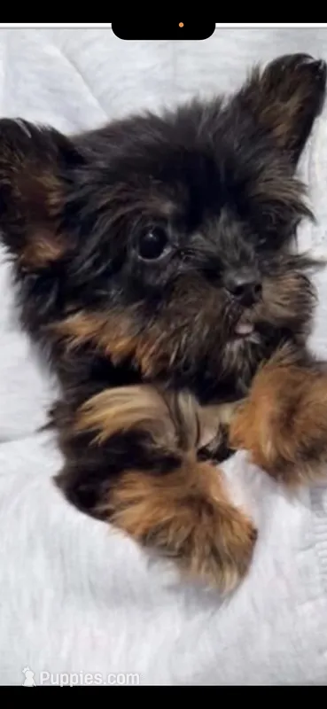 Keira, a female Yorkshire Terrier for sale in Atlanta, GA – 1 of 3