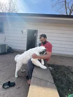 Coco, a male Great Pyrenees for sale in Eagan, MN – 1 of 4