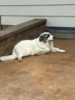 Coco, a male Great Pyrenees for sale in Eagan, MN – 3 of 4
