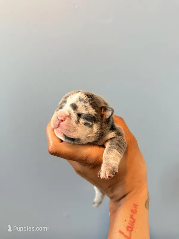 River – French Bulldog puppy for sale in Hampton, GA