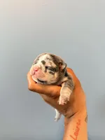 River, a male French Bulldog for sale in Hampton, GA – Photo 1 of 3