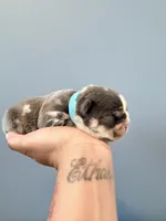 River, a male French Bulldog for sale in Hampton, GA – Photo 2 of 3