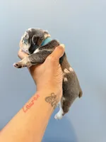 River, a male French Bulldog for sale in Hampton, GA – Photo 3 of 3