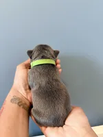 Navi, a male French Bulldog for sale in Hampton, GA – Photo 2 of 2