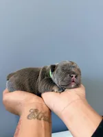 Navi, a male French Bulldog for sale in Hampton, GA – Photo 1 of 2