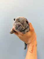 Misty, a female French Bulldog for sale in Hampton, GA – Photo 1 of 2