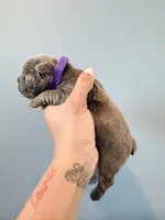 Misty, a female French Bulldog for sale in Hampton, GA – Photo 2 of 2