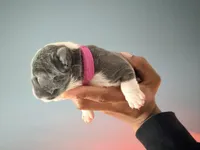 Luna, a female French Bulldog for sale in Hampton, GA – Photo 3 of 3