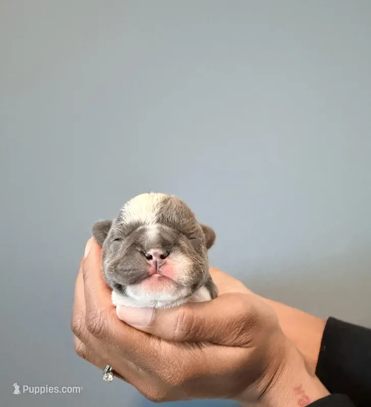 Luna – French Bulldog puppy for sale in Hampton, GA