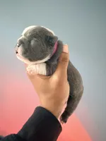 Luna, a female French Bulldog for sale in Hampton, GA – Photo 2 of 3