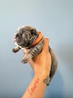 Wave, a male French Bulldog for sale in Hampton, GA – Photo 2 of 3