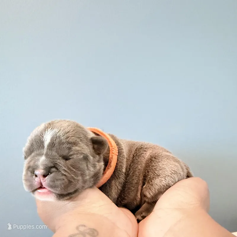 Wave – French Bulldog puppy for sale in Hampton, GA