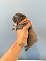 Wave, a male French Bulldog for sale in Hampton, GA – Photo 3 of 3