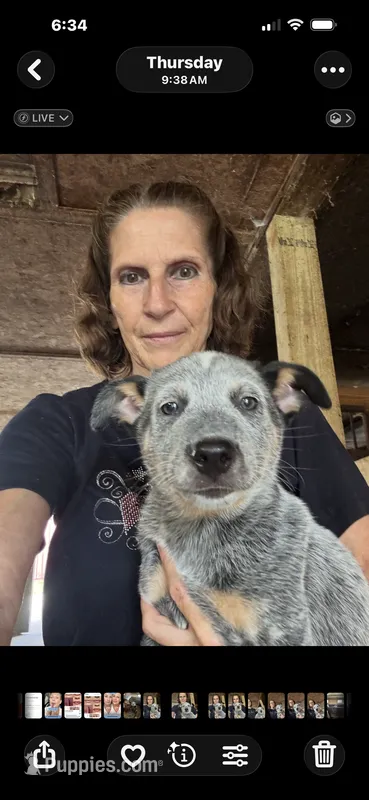 Puppy M1 – Australian Cattle Dog puppy for sale in Middleboro, MA