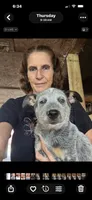 Puppy M1, a male Australian Cattle Dog for sale in Middleboro, MA – 1 of 5