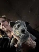 Female Heeler 1, a female Australian Cattle Dog for sale in Middleboro, MA – 4 of 5