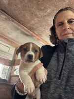 JR Puppy 2, a  Jack Russell Terrier for sale in Middleboro, MA – 2 of 3