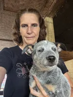 Puppy M1, a male Australian Cattle Dog for sale in Middleboro, MA – 3 of 5