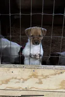 Puppy, a female Jack Russell Terrier for sale in Middleboro, MA – Photo 1 of 2