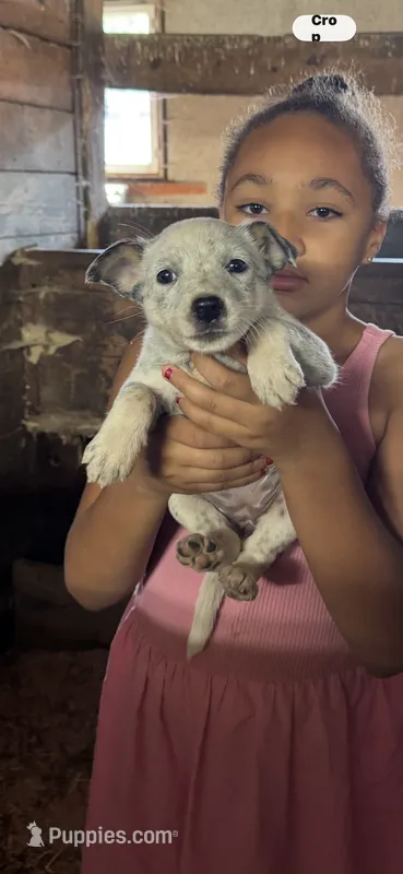 Puppy 6 – Australian Cattle Dog puppy for sale in Middleboro, MA