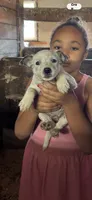Puppy 6, a female Australian Cattle Dog for sale in Middleboro, MA – 1 of 1