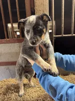 Puppy 3, a female Australian Cattle Dog for sale in Middleboro, MA – Photo 2 of 2