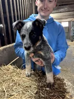 Puppy 3, a female Australian Cattle Dog for sale in Middleboro, MA – Photo 1 of 2