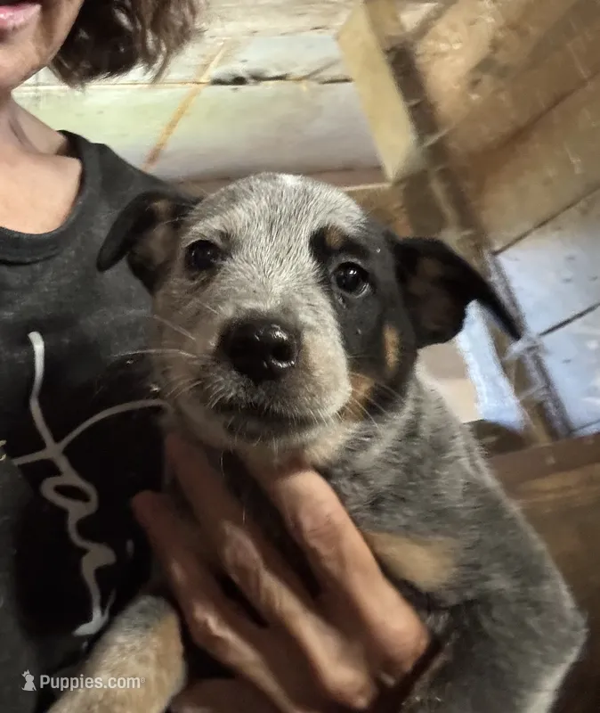 Puppy M1 – Australian Cattle Dog puppy for sale in Middleboro, MA