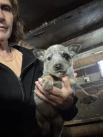 Female Heeler 2, a female Australian Cattle Dog for sale in Middleboro, MA – 3 of 3