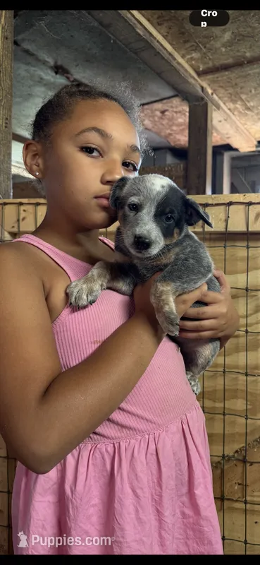 Puppy 1 – Australian Cattle Dog puppy for sale in Middleboro, MA